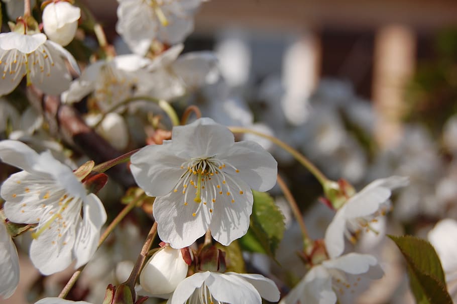 flowers, cherry, spring, tree, white, flowering plant, freshness HD wallpaper