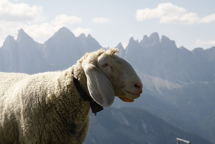 sheep, mountains, wool, nature, animal, cattle, south tyrol HD wallpaper