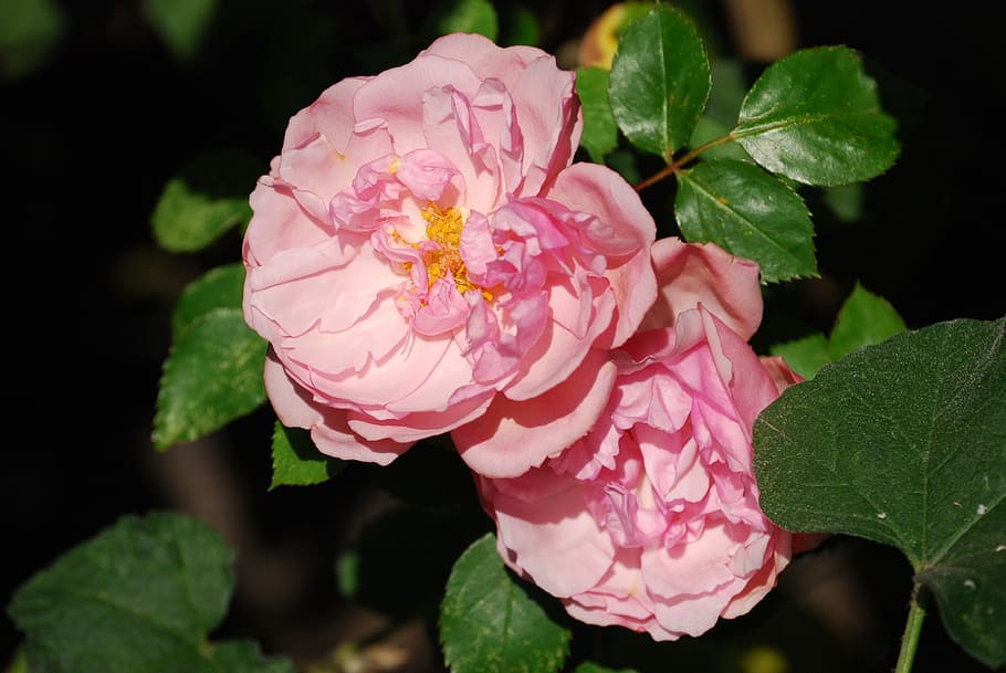Roses, Pink, Flower, Beautiful, fragrance, pink color, leaf HD wallpaper