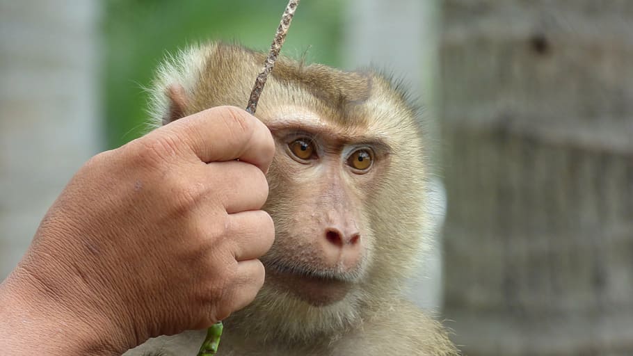 monkey, äffchen, animal, zoo, nature, thailand, coconut, human hand, HD wallpaper