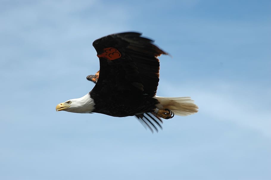 selective focus photo of American eagle, bald eagle, flying, soaring, HD wallpaper