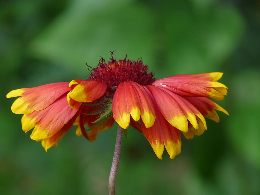sun brews, helenium, composites, asteraceae, flower, blossom HD wallpaper