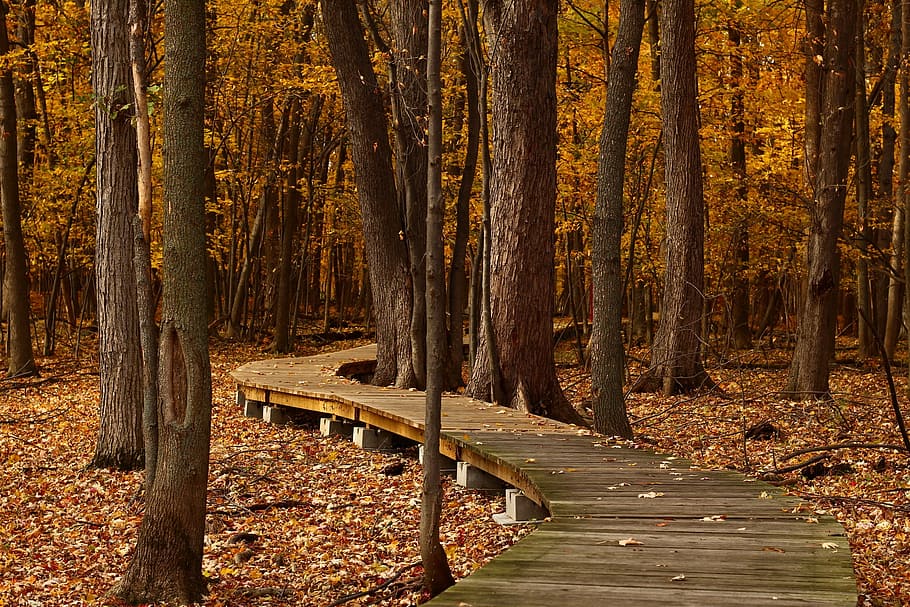 wooden bridge beneath a forest, fall, leaves, trail, foliage HD wallpaper