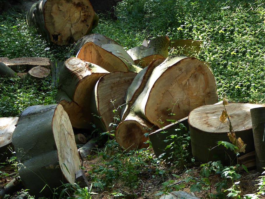 log, firewood, timber, growing stock, nature, wood slices, land, HD wallpaper