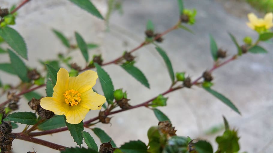 wild, flower, yellow, flowering plant, freshness, beauty in nature HD wallpaper