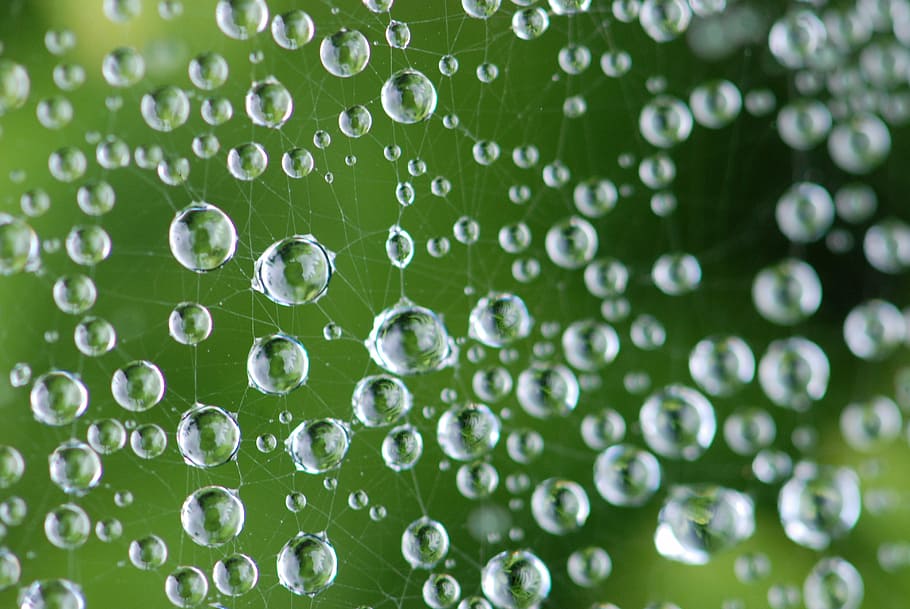 closeup photography of water dew, spider web and water dew, droplet HD wallpaper