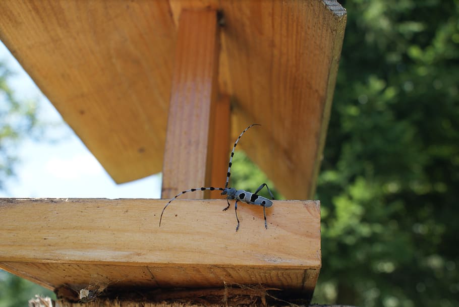 beetle, bug, rosalia, alpina, animal themes, animals in the wild HD wallpaper