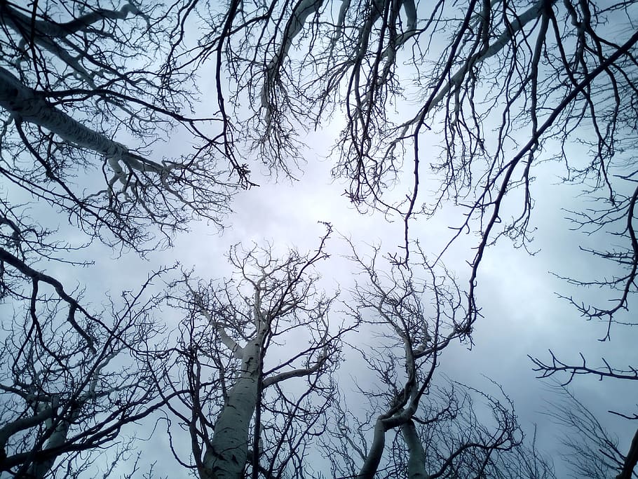 trees, sky, branches, winter, blue, grey, dark, leaves, landscape HD wallpaper