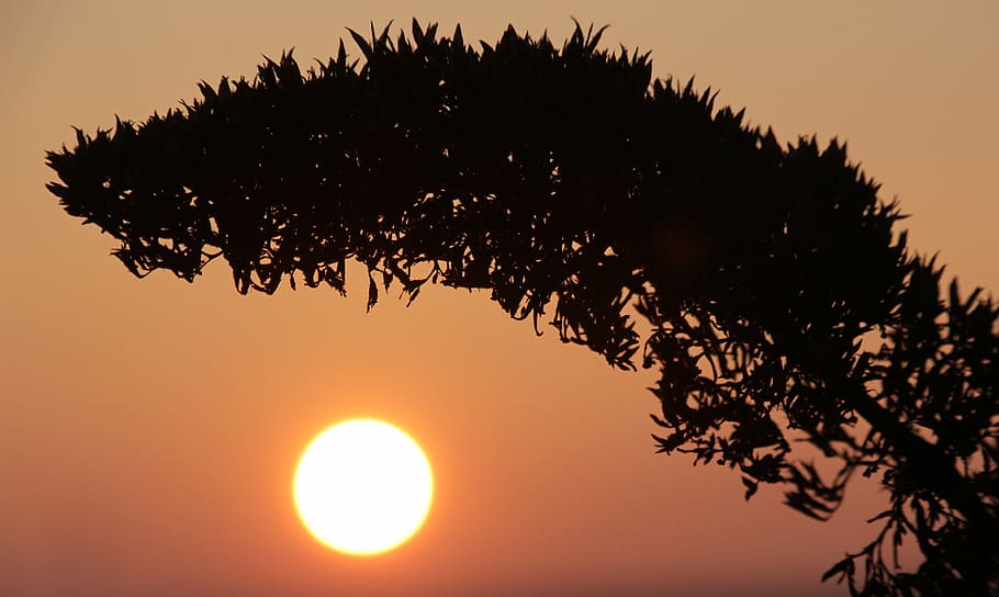 sunset, withered bloom, abendstimmung, evening, evening sky HD wallpaper