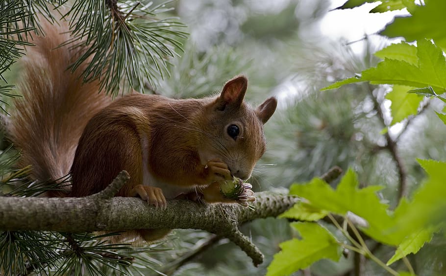 brown squirrel on top green leaf tree, summer, garden, possierlich
