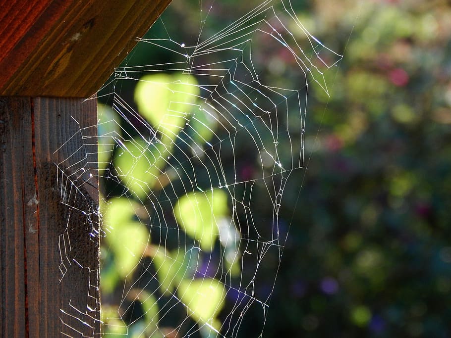 web, summer, light, tree, spider web, fragility, vulnerability HD wallpaper