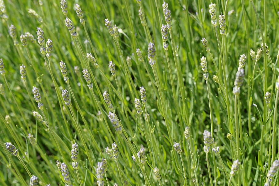 lavender, background, green, structure, bud, texture, lavender bush HD wallpaper