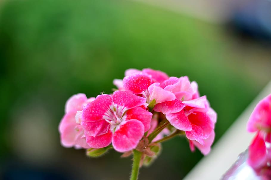 flower, green, plant, nature, background, macro, close, pink flower, HD wallpaper