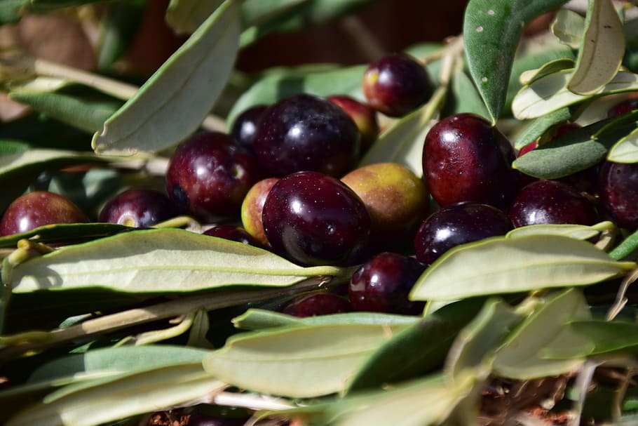 HD wallpaper Black, Black, Black Olives, mediterranean, drupe, food