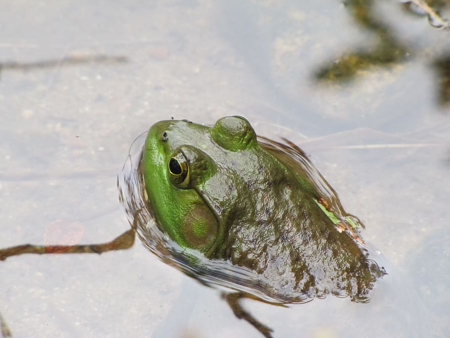 frog, bullfrog, amphibian, water, wildlife, pond, animal, green, HD wallpaper