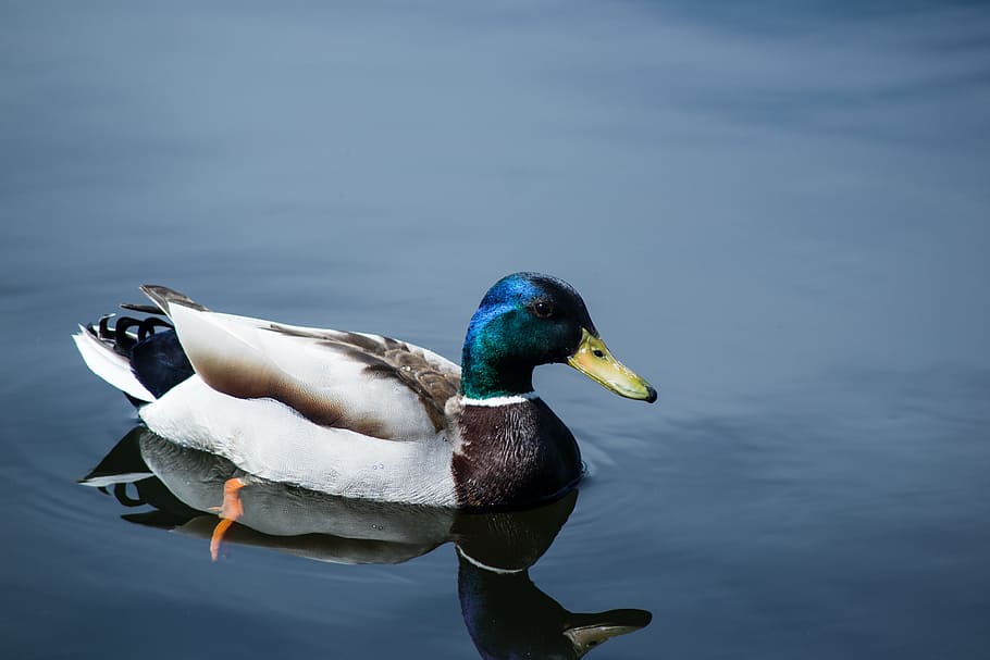 close up photo of mallard duck, Mallard duck on body of water