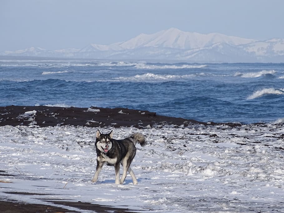 Хаски на море