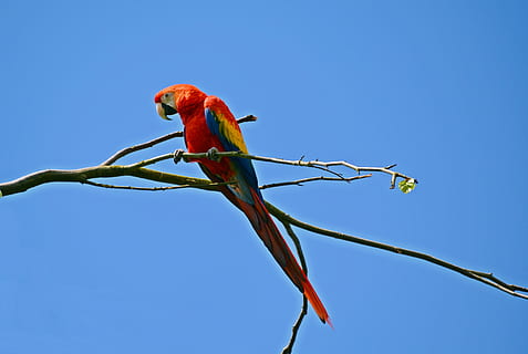 parrot, ara, bird, colorful, animal, colorful plumage, nature HD wallpaper