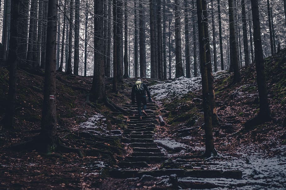 person climbing stairs in the middle of the forest, man walking up stairs between trees in the forest HD wallpaper
