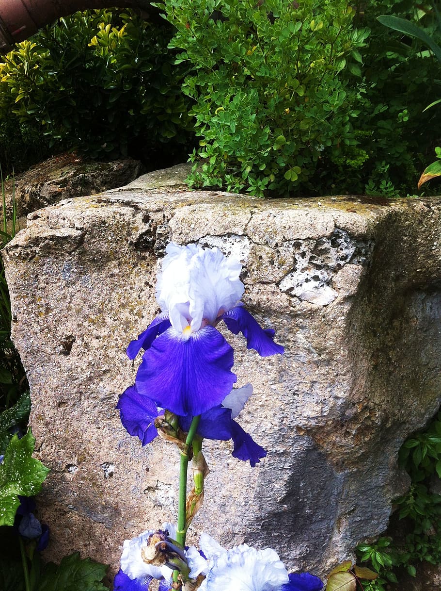 iris, flower, blue, white, nature, stone, plant, flowering plant HD wallpaper