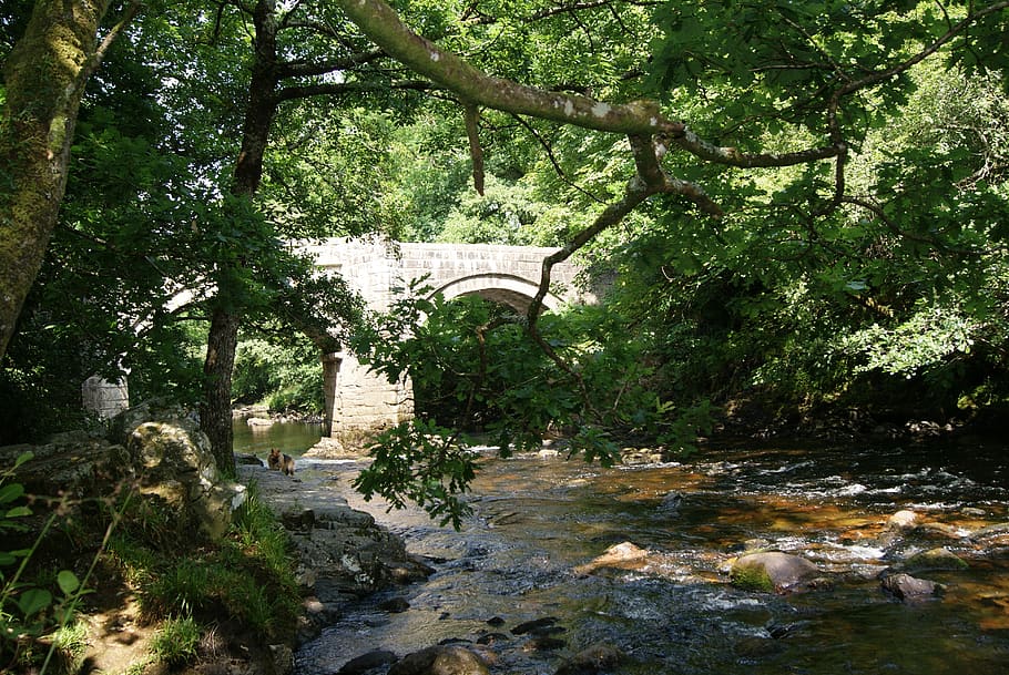bridge, trees, river, stream, water, landscape, wilderness HD wallpaper