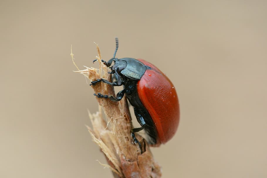 red and black beetle on stem, red beetle, insect, close, macro HD wallpaper