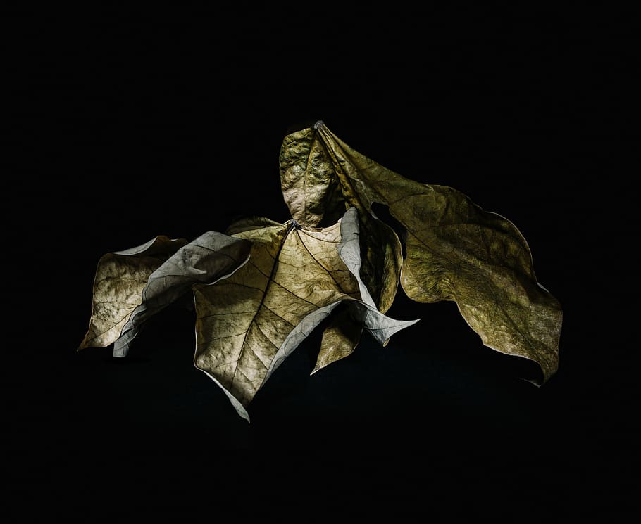 macro shot of dried leaves, green dried leaf in black background HD wallpaper