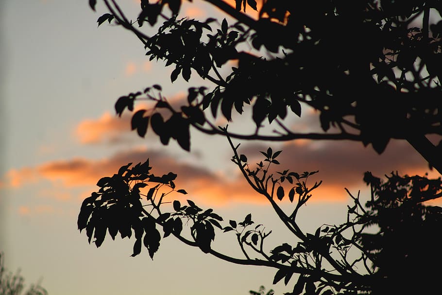 branch, dawn, dusk, evening, leaves, light, outdoors, silhouette HD wallpaper