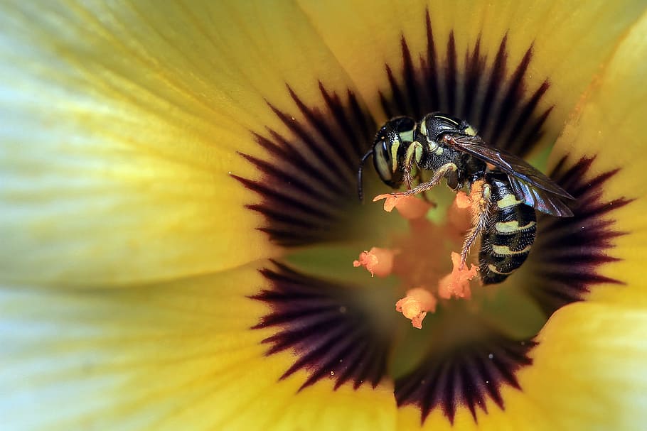 black and yellow wasp on orange flower nectar, insect, macro HD wallpaper