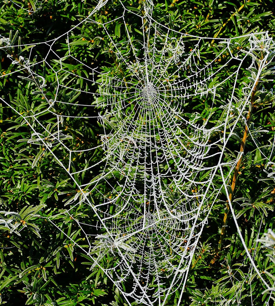 spider web on plant during daytime in close-up photography HD wallpaper