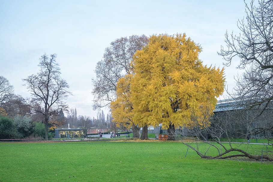 tree, autumn, leaves, forest, golden autumn, yellow, leaves in the autumn HD wallpaper