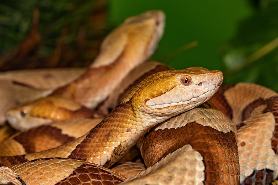 snake, venomous snake, copper head, close up, reptile, dangerous, HD wallpaper