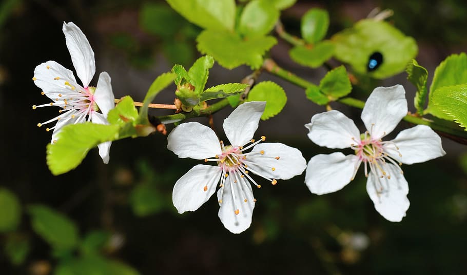 blossom, bloom, white, tender, spring, white blossom, nature, HD wallpaper