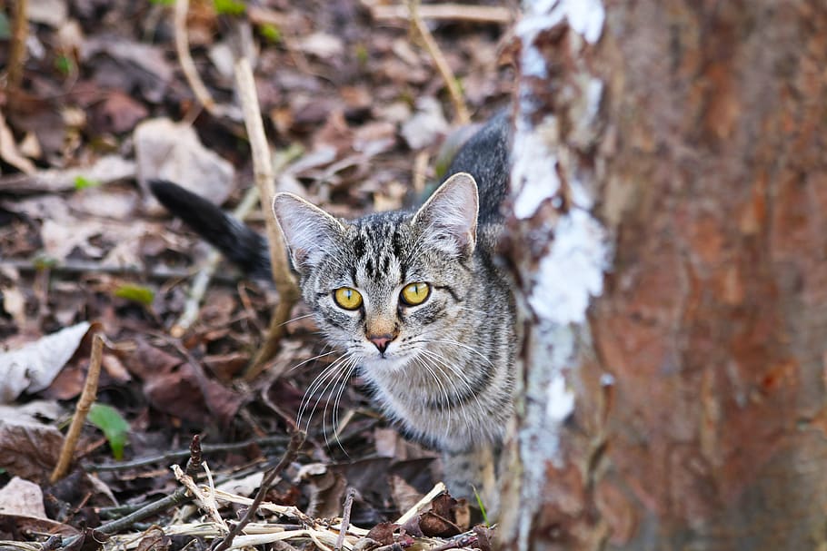 cat, view, pet, eyes, pets, animal themes, one animal, domestic HD wallpaper