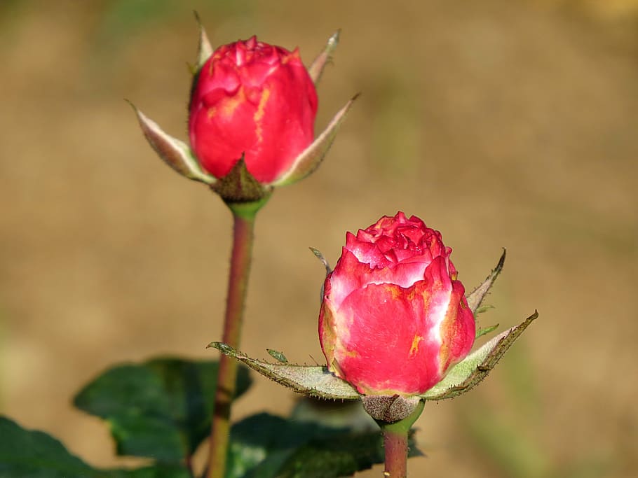 rose, bud, flower, romantic, love, valentine, close-up, freshness HD wallpaper