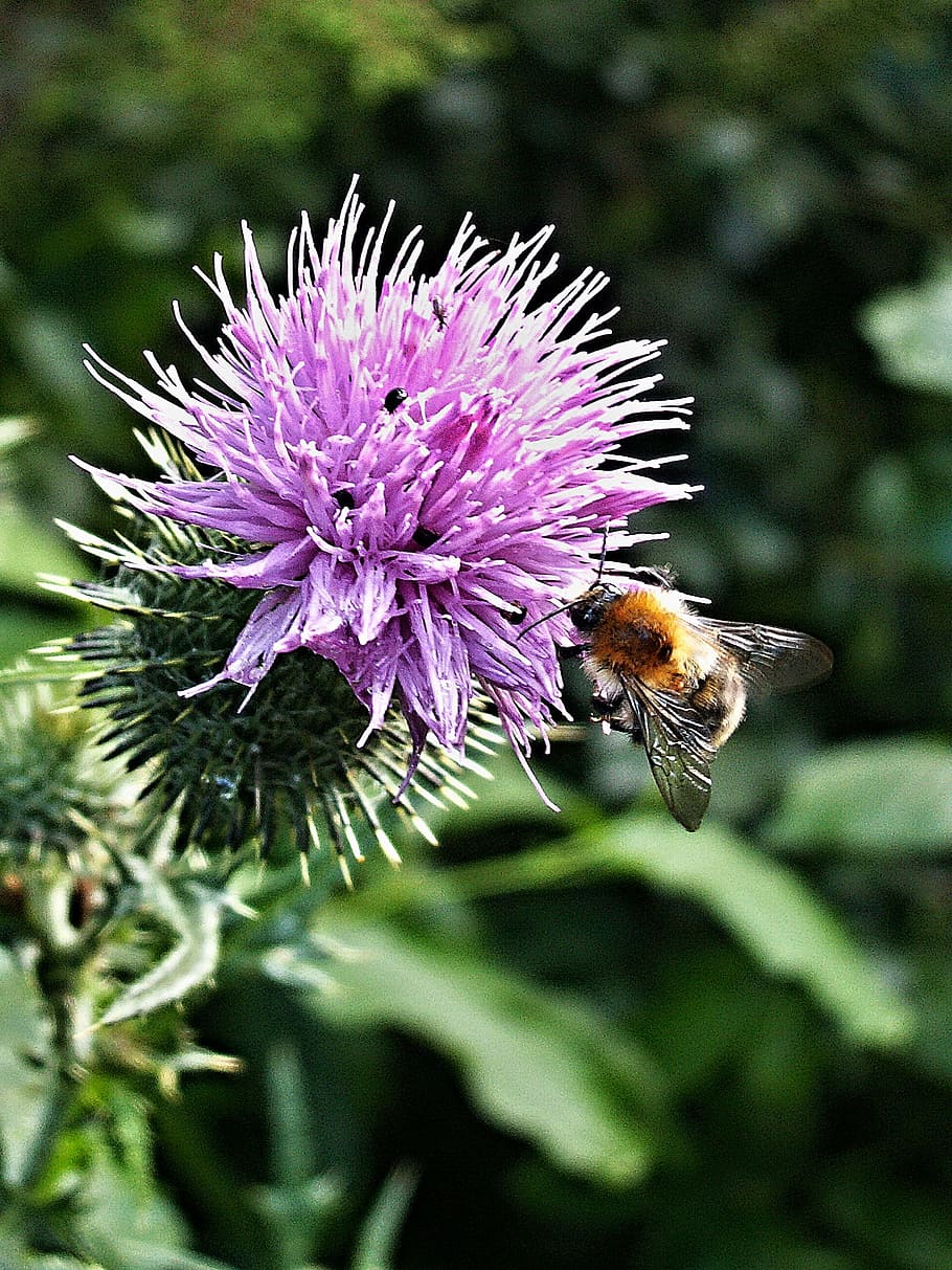 thistle bumblebee, flower, macro, insect, flowering plant, animals in the wild HD wallpaper