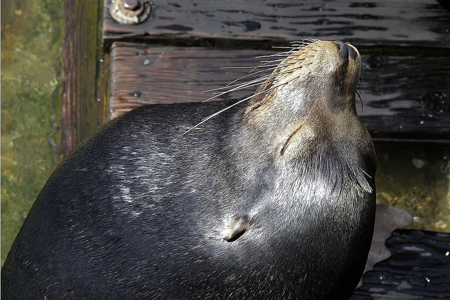 Seal, Animal, Water, Ocean, san francisco, fisher's wharf, california, HD wallpaper