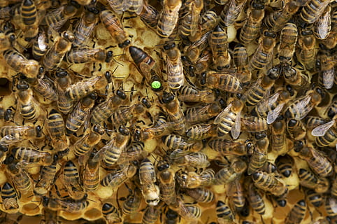 swarm of honeybees at daytime, queen bee, beehive, honeycomb HD wallpaper