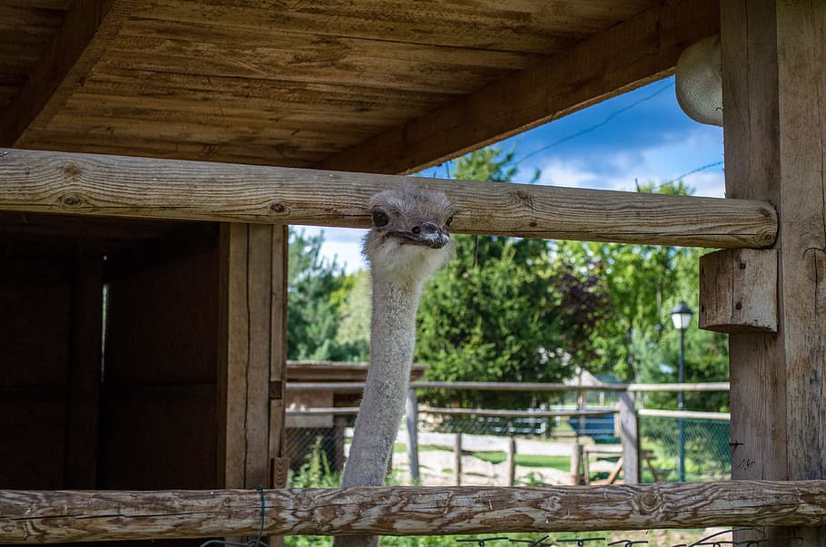 Ostrich, Nature, Zoo, Farm, Summer, tourism, forest, bird, architecture, HD wallpaper