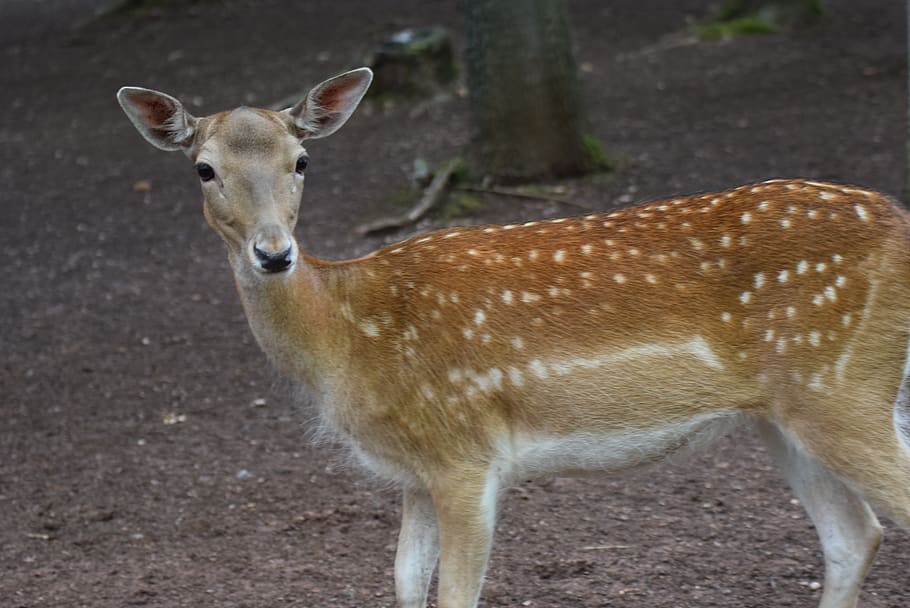 roe deer, animals, wild, forest, fallow deer, animals in the wild HD wallpaper