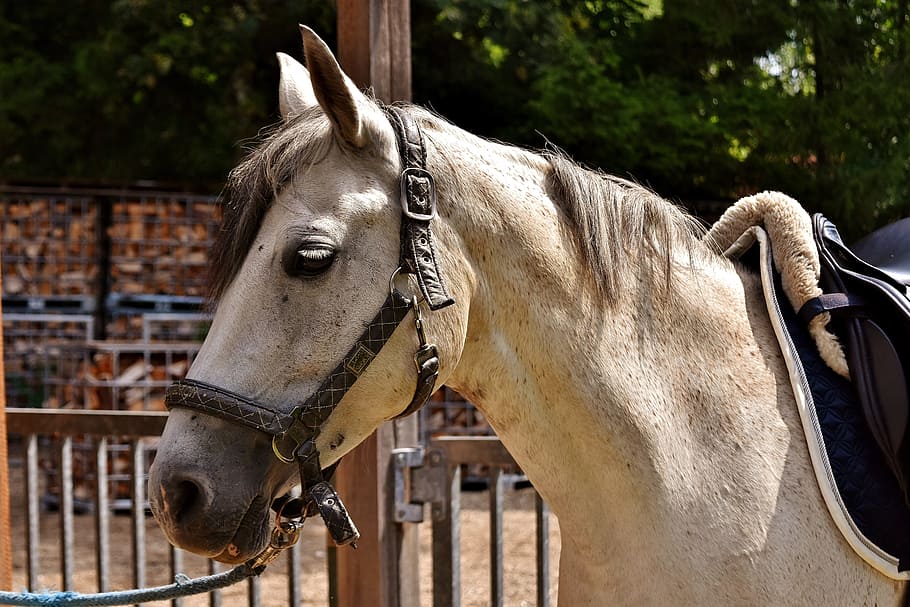 photo of brown horse near fence, mold, reiterhof, animal, white horse