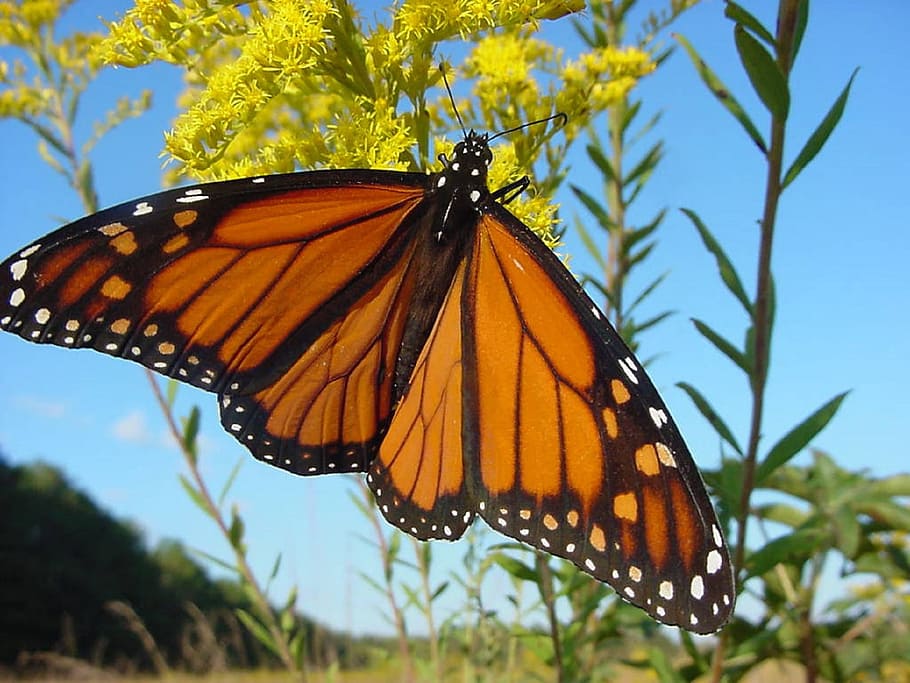 butterfly, monarch, macro, insect, nature, wings, colorful HD wallpaper