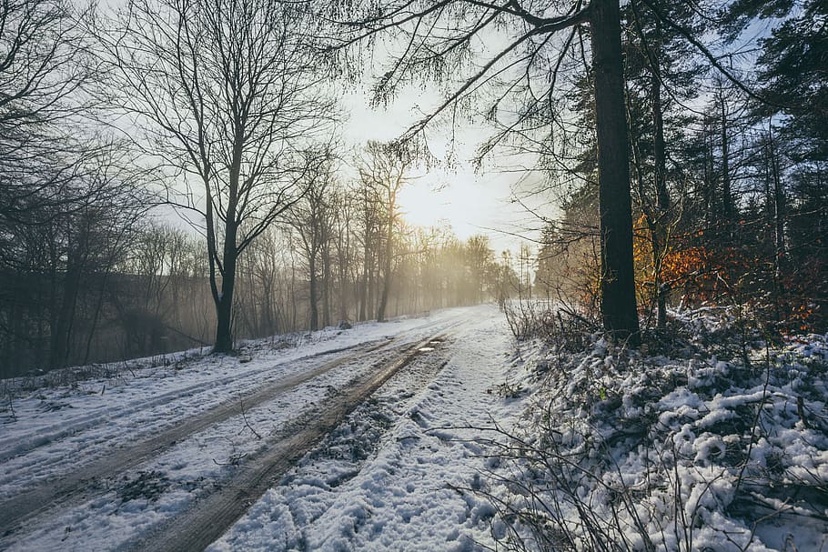 road covered with snow in middle of trees during daytime, road covered with snow surrounded by trees HD wallpaper