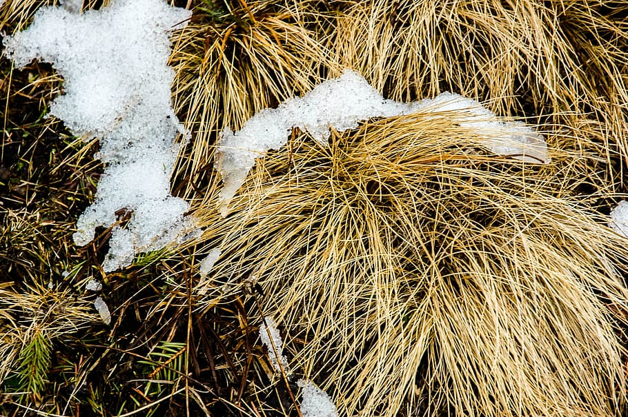 snow, f, grass, frost, nature, winter, snowy, white, plant