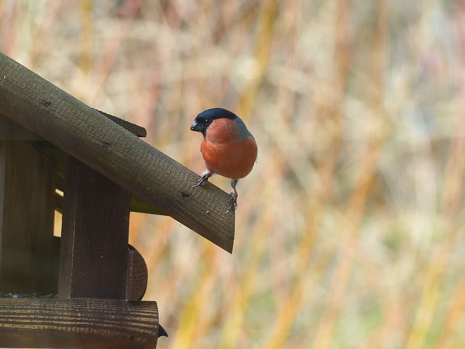 selective focus photography of Eurasian bullfinch perching on brown wooden birdhouse
