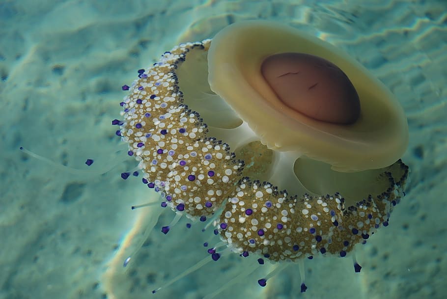 microscopic photography, jellyfish, huge, marine, species, aquatic, HD wallpaper