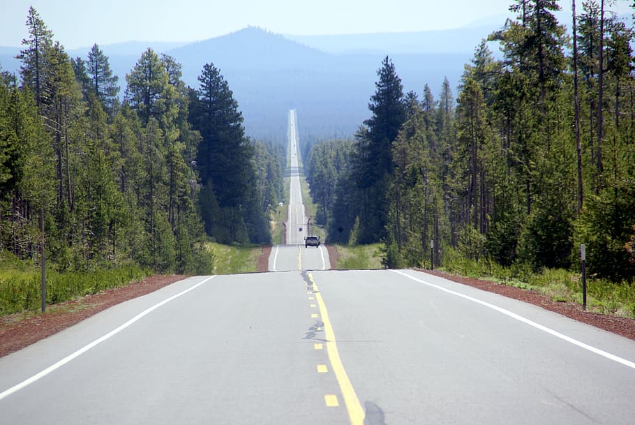 road, forest, perspective, landscape, tree, plant, transportation HD wallpaper