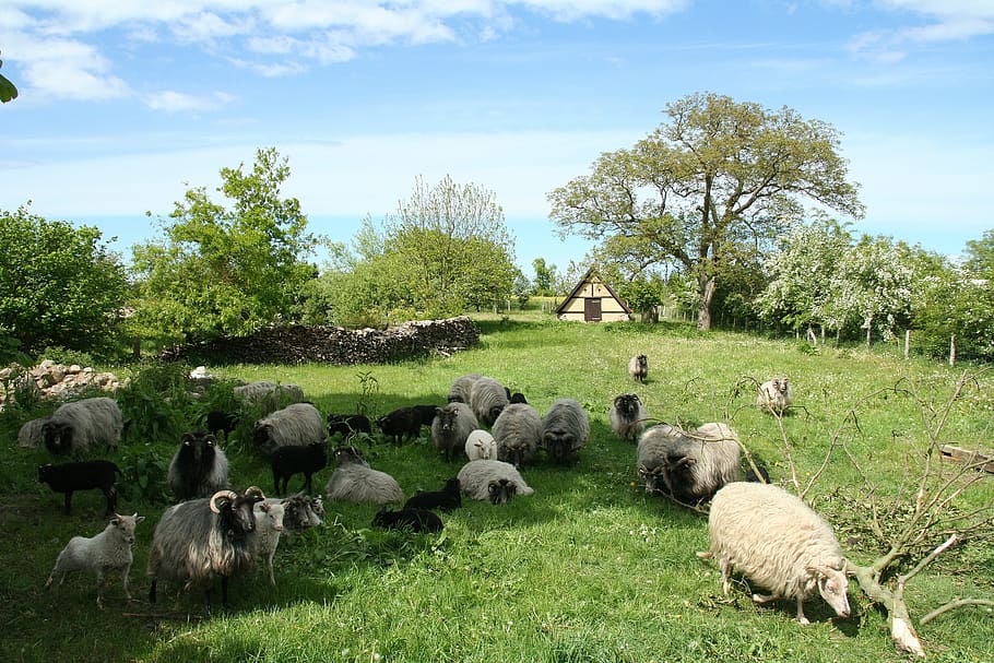Sheep, Pasture, Nature, domestic animals, livestock, grass HD wallpaper