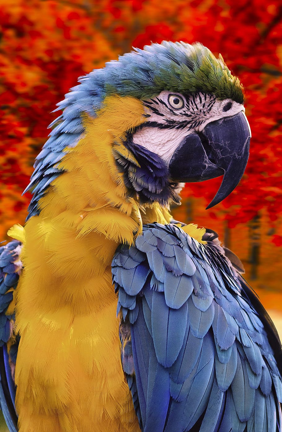parrot, ara, forest, bird, nature, animal, fly, beak, macaw HD wallpaper