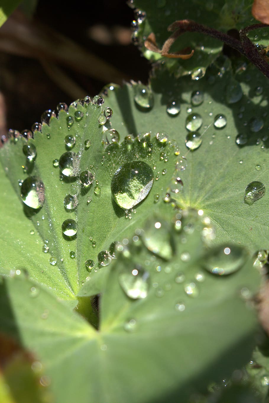 Dewdrop, Leaf, Close, Drops, dew drops on leaf, nature, morgentau HD wallpaper